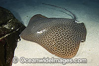 Leopard Whipray Himantura undulata Photo - Andy Murch