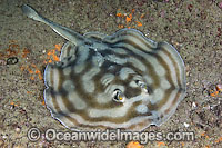 Bullseye Stingray Photo - Andy Murch