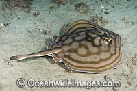 Bullseye Stingray Urobatis concentricus Photo - Andy Murch
