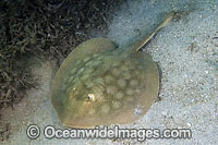 Round Stingray Urobatis halleri Photo - Andy Murch