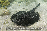 Round Stingray Photo - Andy Murch