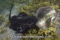 Round Stingray courting Photo - Andy Murch