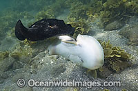 Round Stingray male and female Photo - Andy Murch