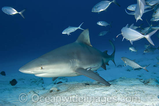 Bull Shark Carcharhinus leucas photo