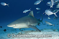Bull Shark Carcharhinus leucas Photo - Andy Murch