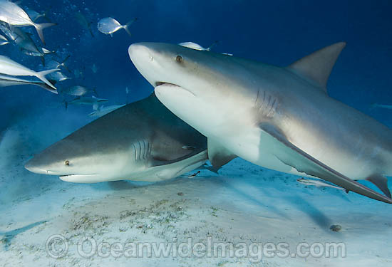 Bull Shark Carcharhinus leucas photo