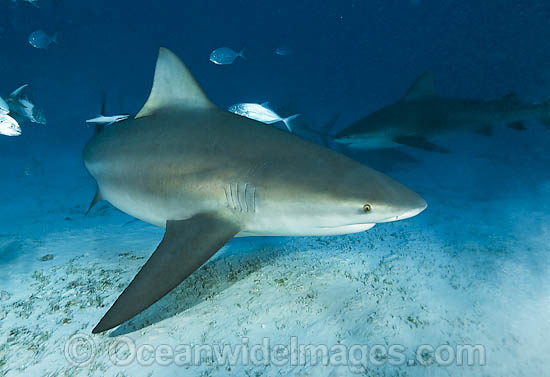 Bull Shark Carcharhinus leucas photo