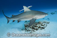 Bull Shark Photo - Andy Murch