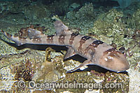 Whitespotted Bamboo Shark Chiloscyllium plagiosum Photo - Andy Murch