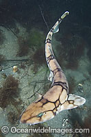 Chain Catshark Scyliorhinus retifer Photo - Andy Murch