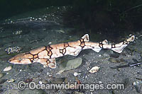 Chain Catshark Scyliorhinus retifer Photo - Andy Murch