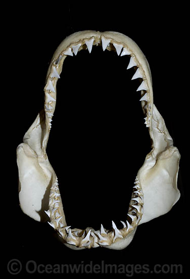 Great White Shark Jaws photo