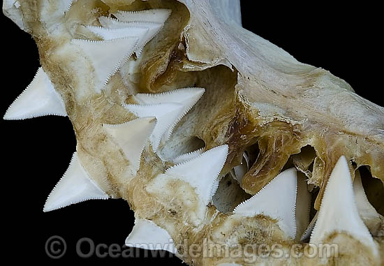 Great White Shark Jaws photo