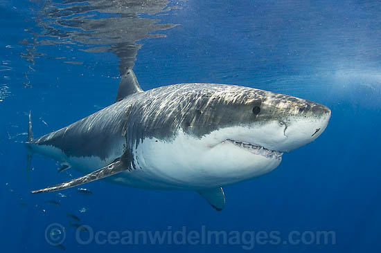 Great White Shark photo Great White Shark photo