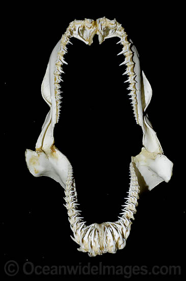 Sand Tiger Shark Jaws photo Sand Tiger Shark Jaws photo