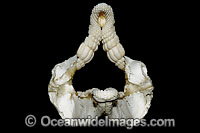 Port Jackson Shark Jaws Photo - Andy Murch