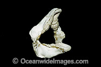 Port Jackson Shark Jaws Photo - Andy Murch