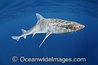 Gulf Smoothhound Shark Photo - Andy Murch