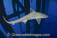 Gulf Smoothhound Shark swimming under oil rig Photo - Andy Murch
