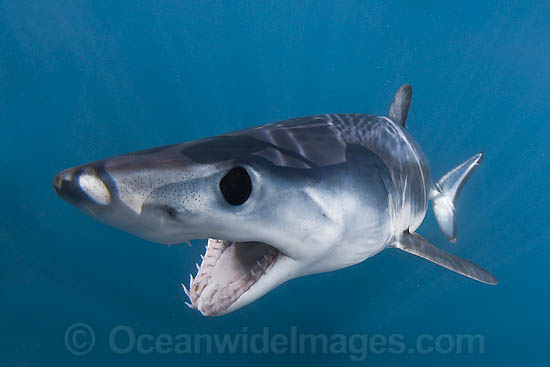 Shortfin Mako Shark Isurus oxyrinchus photo Shortfin Mako Shark Isurus oxyrinchus photo