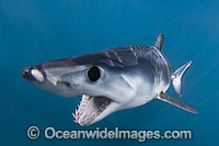 Shortfin Mako Shark Isurus oxyrinchus Photo - Andy Murch