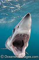 Shortfin Mako Shark Photo - Andy Murch