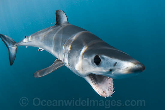 Shortfin Mako Shark Isurus oxyrinchus photo Shortfin Mako Shark Isurus oxyrinchus photo