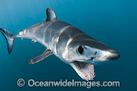 Shortfin Mako Shark Isurus oxyrinchus Photo - Andy Murch
