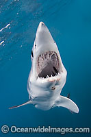 Shortfin Mako Shark Isurus oxyrinchus Photo - Andy Murch