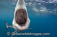 Shortfin Mako Shark underwater Photo - Andy Murch