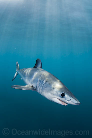 Shortfin Mako Shark Isurus oxyrinchus photo Shortfin Mako Shark Isurus oxyrinchus photo