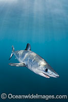 Shortfin Mako Shark Isurus oxyrinchus Photo - Andy Murch