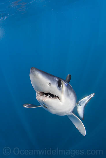 Shortfin Mako Shark photo Shortfin Mako Shark photo