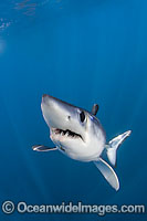 Shortfin Mako Shark Photo - Andy Murch