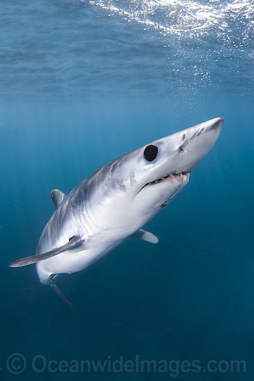 Shortfin Mako Shark Isurus oxyrinchus photo Shortfin Mako Shark Isurus oxyrinchus photo