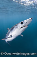Shortfin Mako Shark Isurus oxyrinchus Photo - Andy Murch