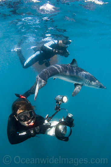 Shortfin Mako Shark photo Shortfin Mako Shark photo