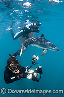 Shortfin Mako Shark Photo - Andy Murch