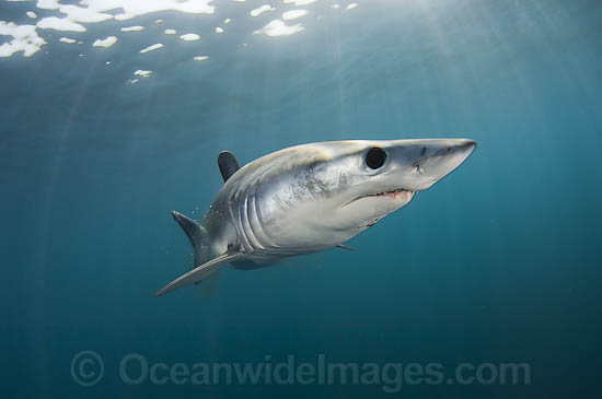 Shortfin Mako Shark Isurus oxyrinchus photo Shortfin Mako Shark Isurus oxyrinchus photo