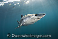 Shortfin Mako Shark Isurus oxyrinchus Photo - Andy Murch