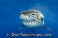 Great White Shark underwater Photo - Andy Murch