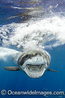 Great White Shark underwater Photo - Andy Murch