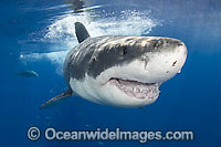 Great White Shark Photo - Andy Murch