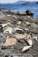 Discarded Dead Shark heads and Rays Photo - Andy Murch