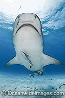 Tiger Shark underwater Photo - Andy Murch