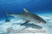 Tiger Shark underwater Photo - Andy Murch
