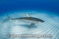Tiger Shark underwater Photo - Andy Murch