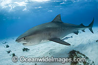 Tiger Shark Galeocerdo cuvier Photo - Andy Murch