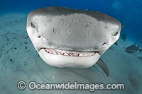 Tiger Shark underwater Photo - Andy Murch