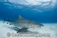 Tiger Shark Galeocerdo cuvier Photo - Andy Murch